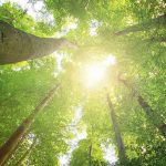 【SDGs】昆虫食が環境問題に貢献するって本当？食べられる昆虫を紹介