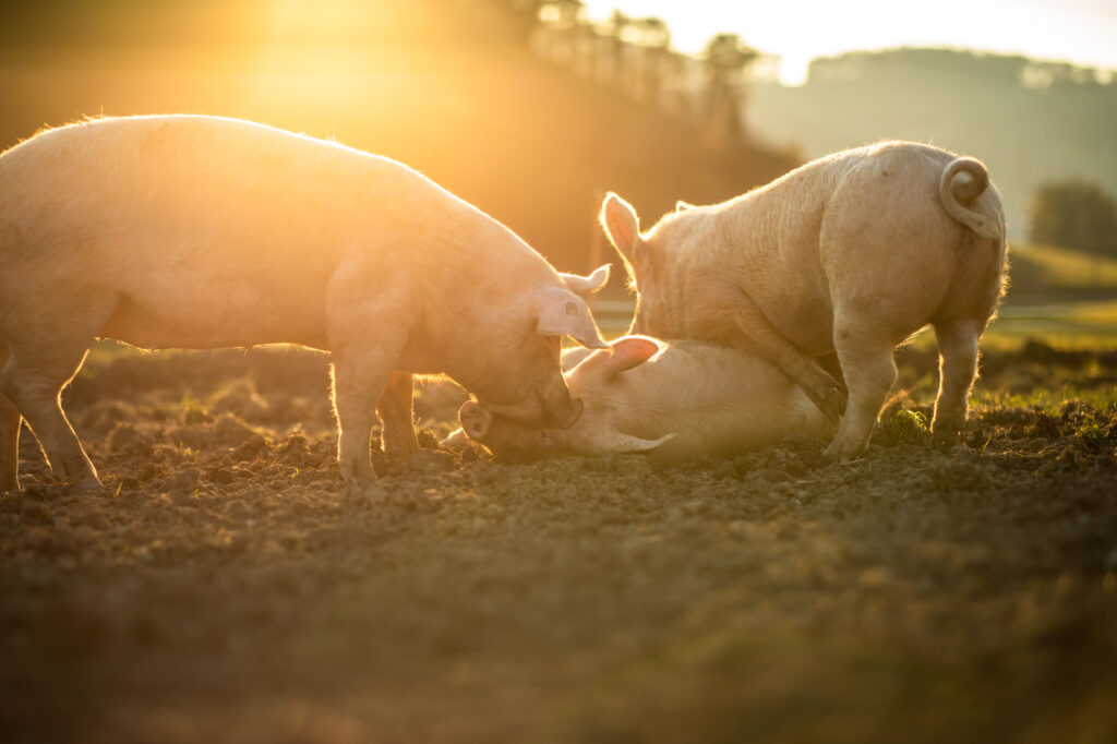 畜産業で育てられている豚