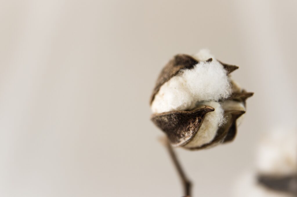 綿の花の写真