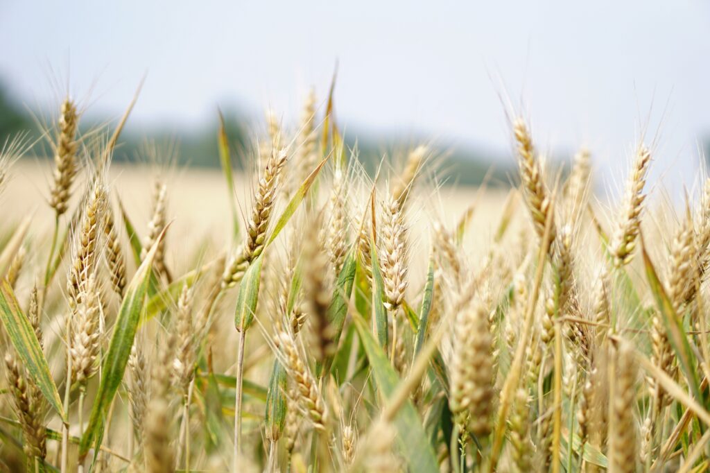 小麦畑を横から撮った写真