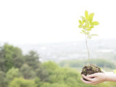 贈り物に樹を植えよう！ 森づくりと地域振興を目指す「Present Tree」