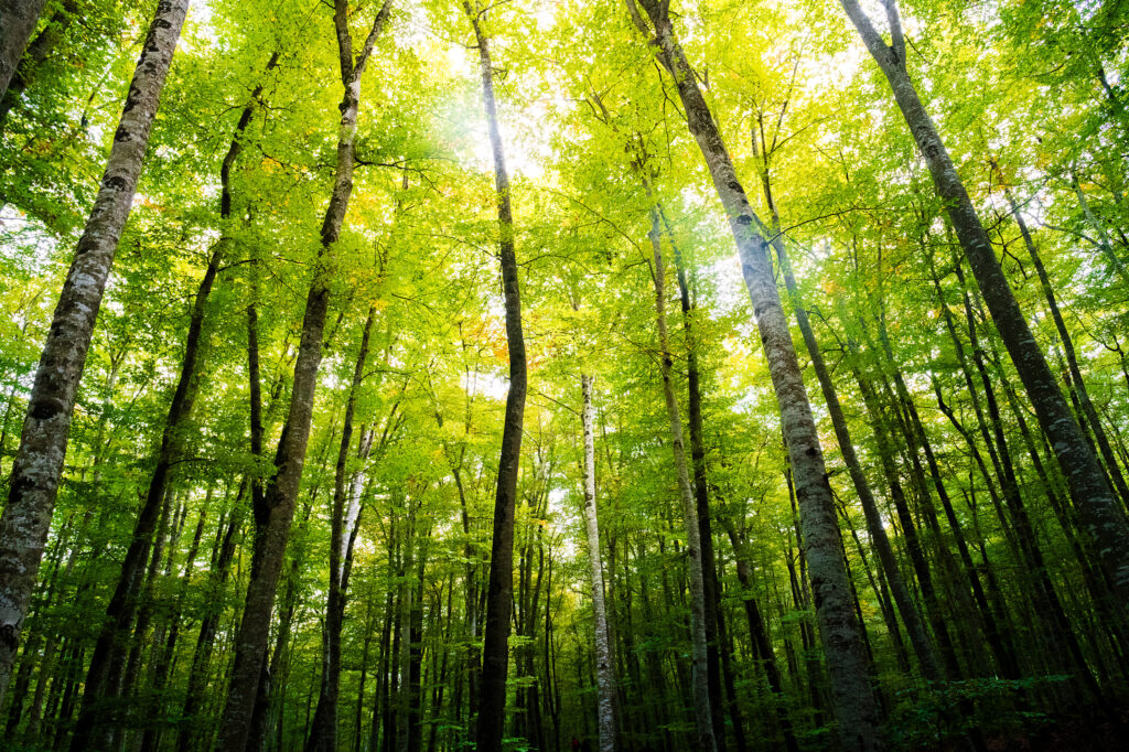 森林環境税とは｜概要や目的、見込まれる効果をわかりやすく解説します