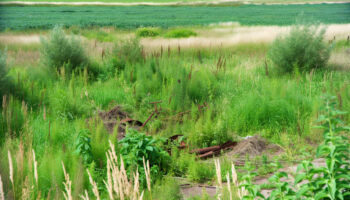 耕作放棄地がヤバいらしいので農地再生の取り組みを紹介します。