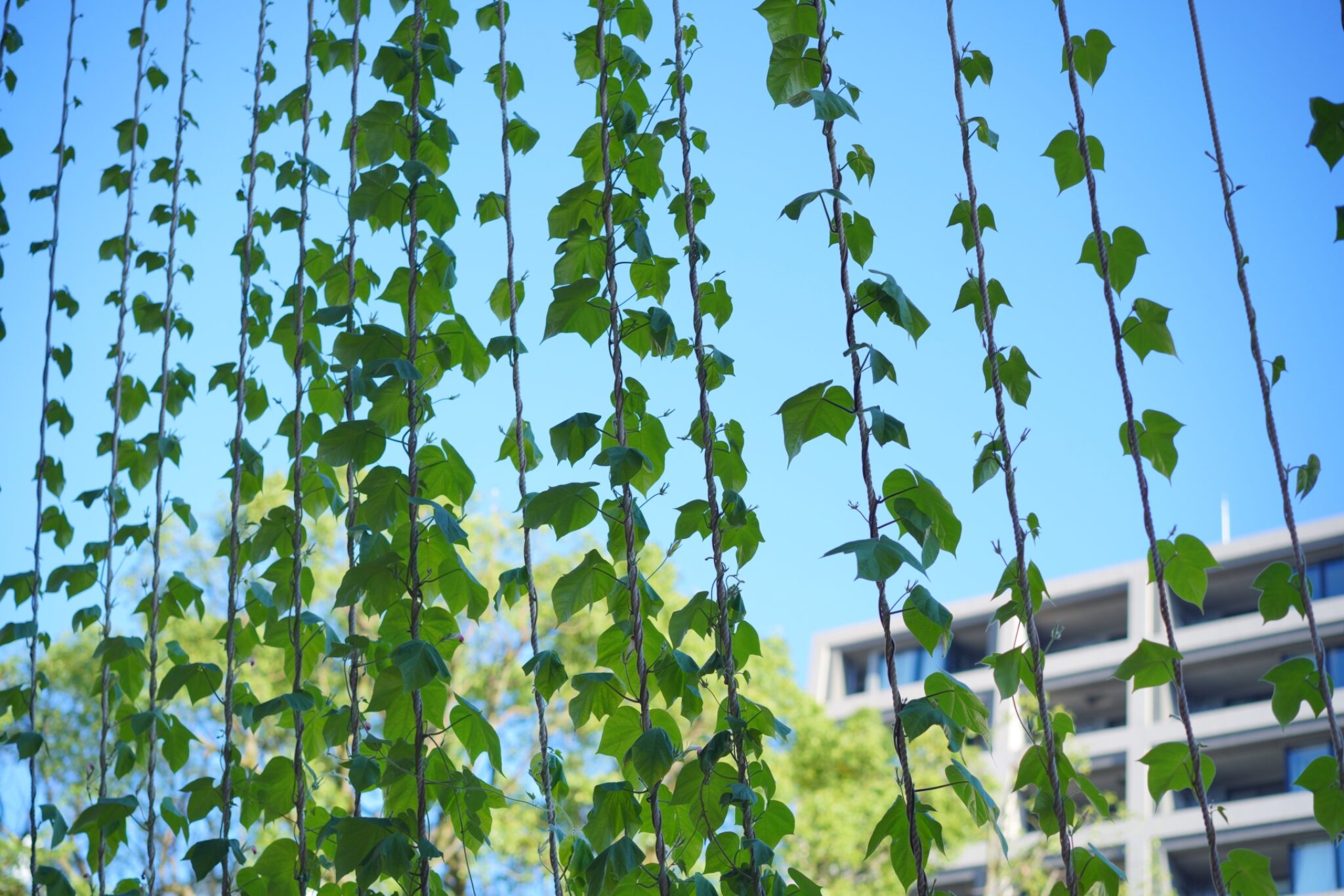 グリーンカーテンの効果とは｜どのくらい涼しくなる？おすすめの植物は？ – earth-ism