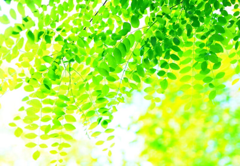 まとめ｜イオンのフェアトレード商品から始める「エシカルな暮らし」