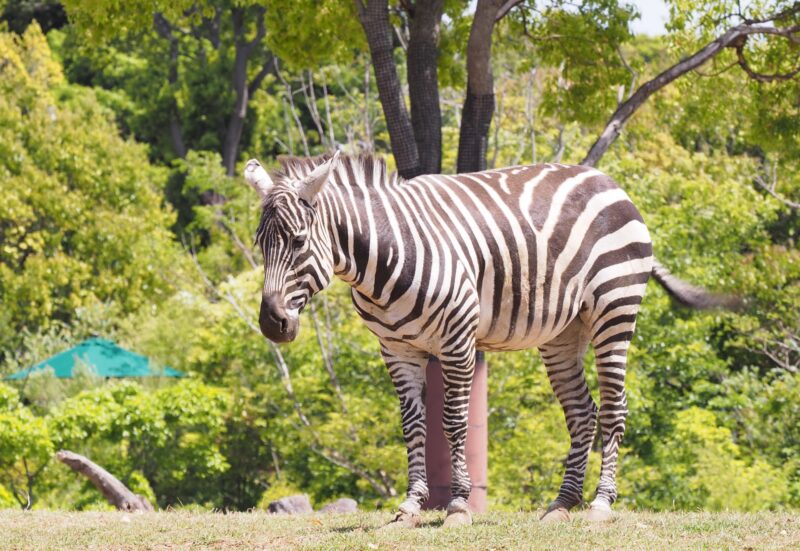 アフリカの飢餓問題の主な原因