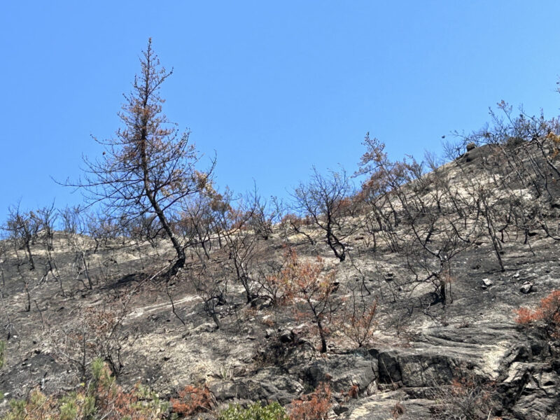 山火事の発生件数が増加！その背景には地球温暖化の影響がある？