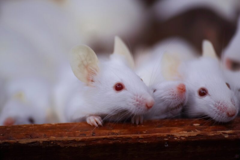 クルエルティフリーとは？動物実験との違いと意味を解説