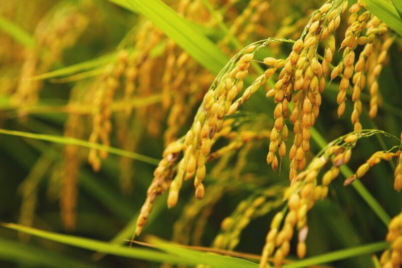 低迷する日本の食料自給率が日本の食料安全保障を不安定化させる