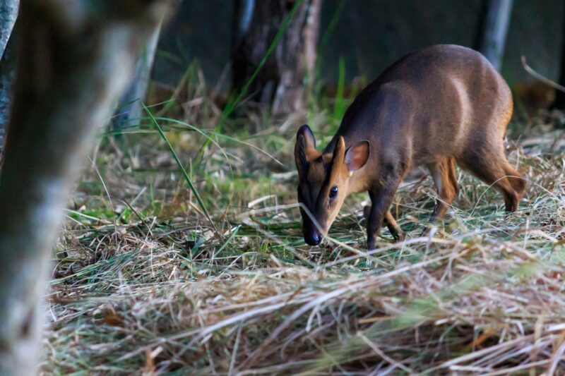 千葉県のキョン問題|外来種による影響とは?