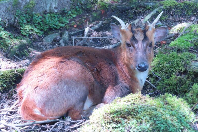 キョンとは?|千葉県で急増中の小型外来動物