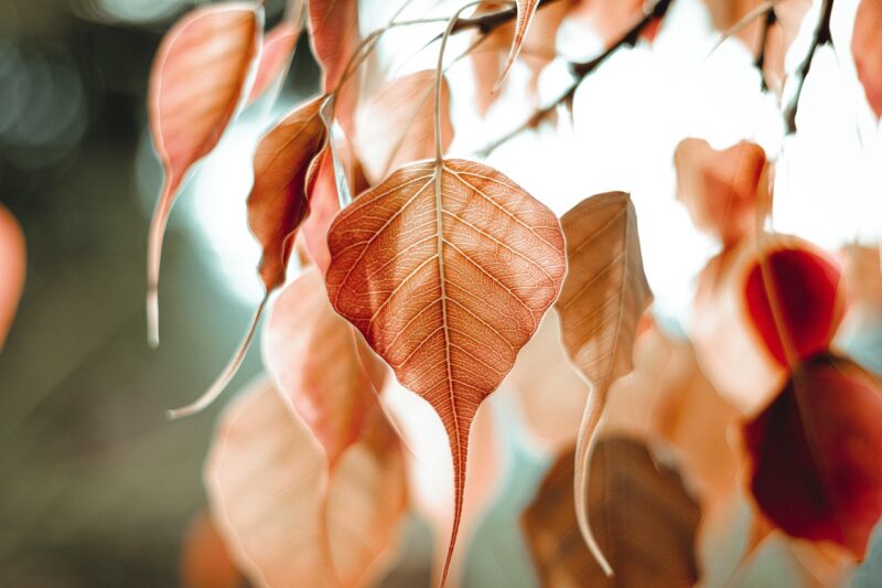 紅葉はなぜ起こる？基本の仕組み