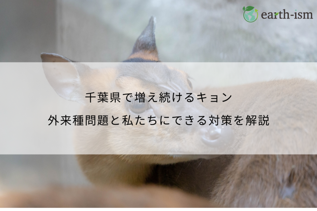 千葉県で増え続けるキョンとは?|外来種問題と私たちにできる対策