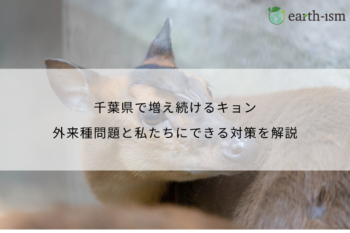 千葉県で増え続けるキョンとは？｜外来種問題と私たちにできる対策