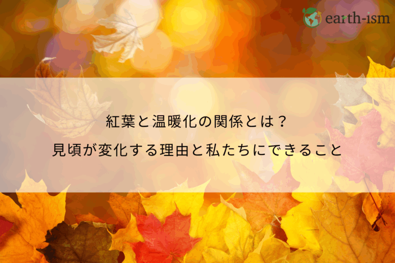 紅葉と温暖化の関係とは？見頃が変化する理由と私たちにできること
