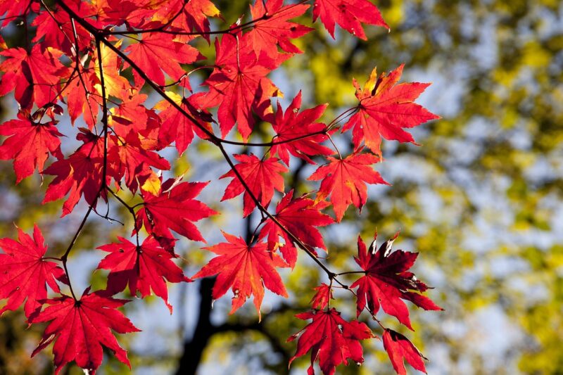 まとめ｜紅葉の変化は、気候変動の静かなサイン