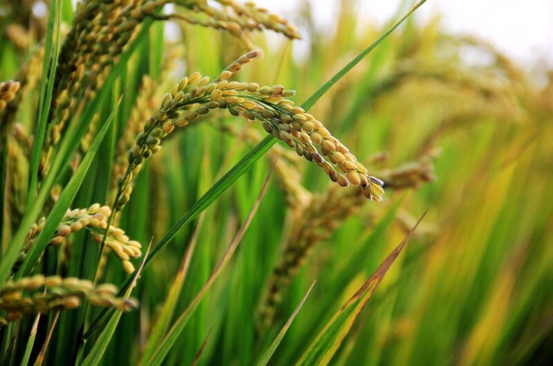 SDGsの視点で見る純米酒｜循環・地域・教育につながる酒造り