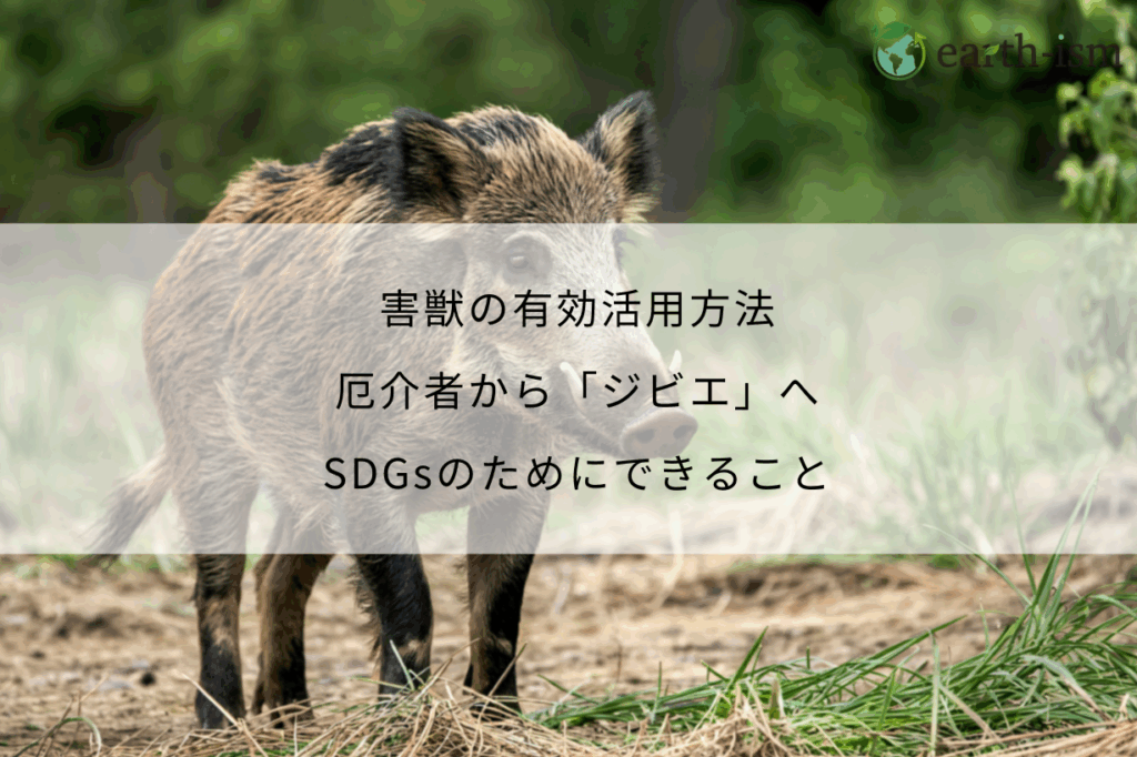 害獣の有効活用方法｜厄介者から「ジビエ」へ。SDGsのためにできること