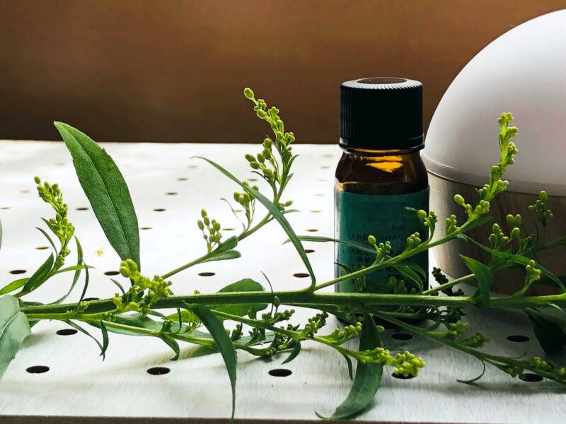 なぜアロマは睡眠に良い?香りが脳に届く仕組み