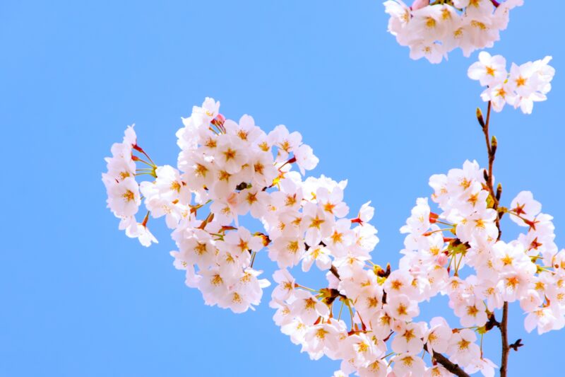 まとめ|歴史を知れば、春の景色が少し変わって見える