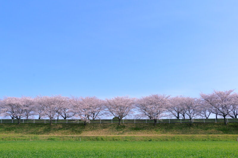 開花メカニズムの真実。なぜ「春」は急いでやってくるのか？