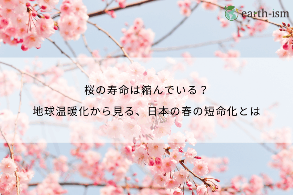 桜の寿命は縮んでいる？地球温暖化から見る、日本の春の短命化とは