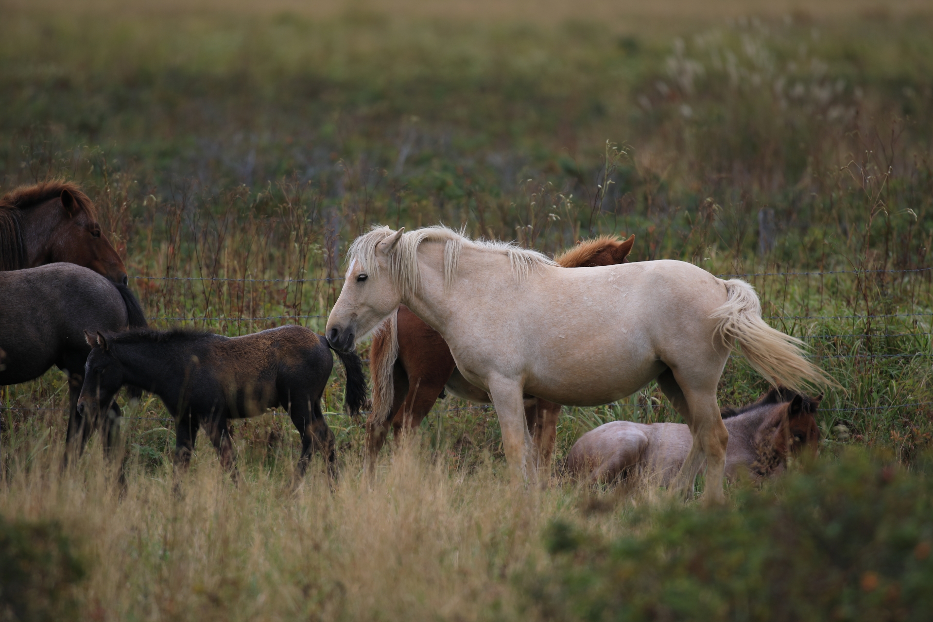 ドサンコは気候変動と食料危機への「バックアップ」となれる