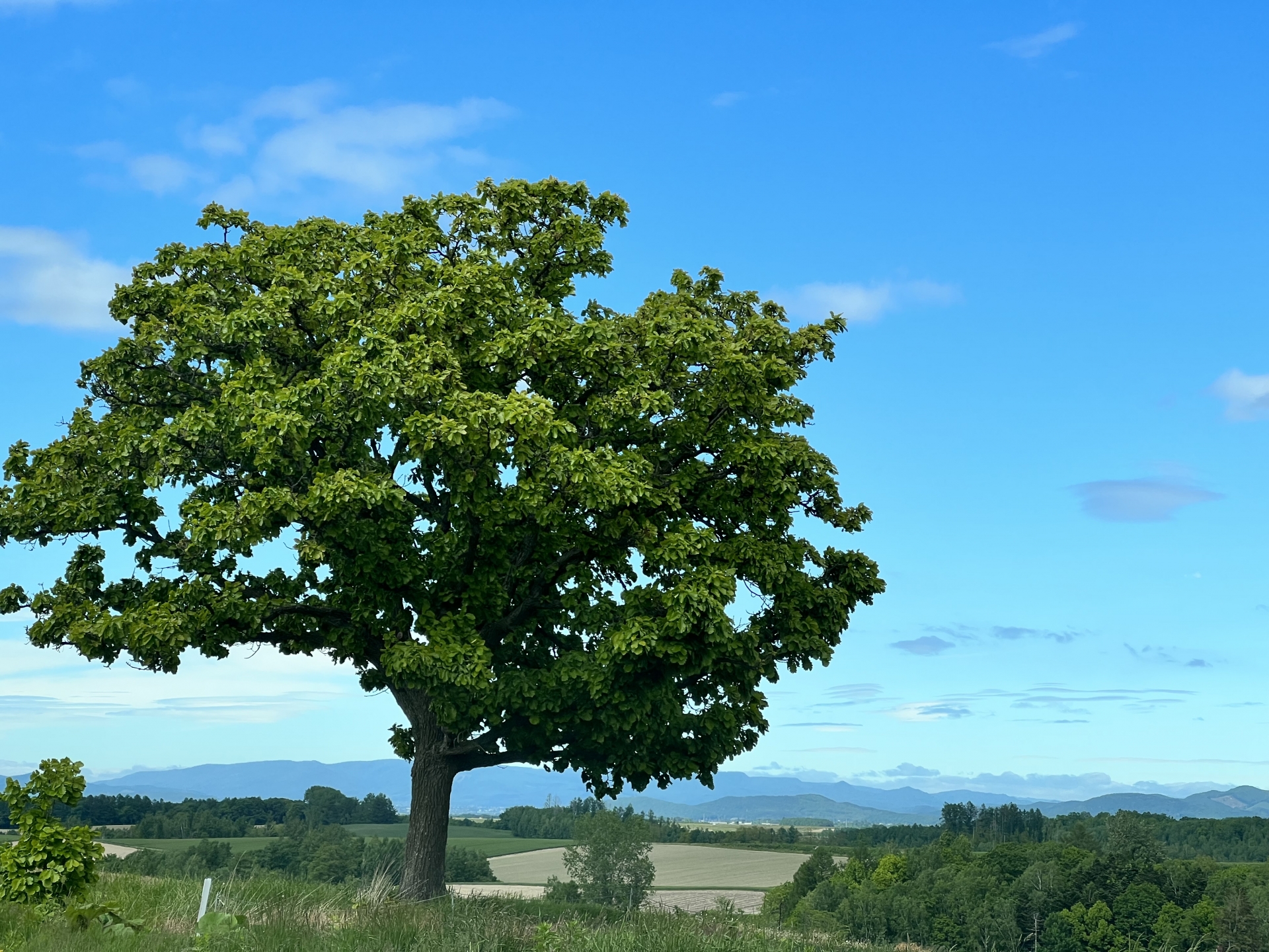 まとめ|日本在来馬(ドサンコなど)への理解を通じて、未来を考えよう