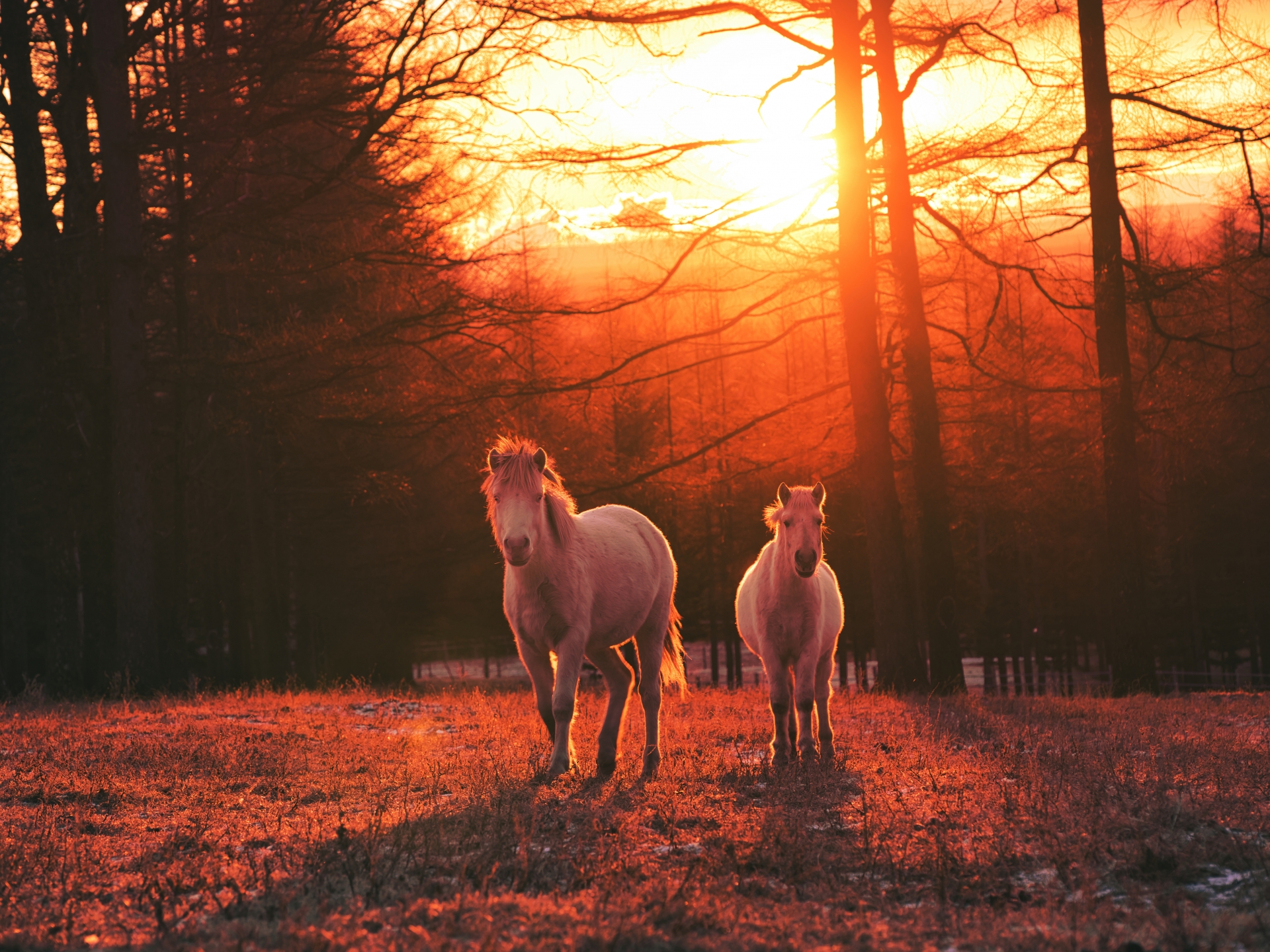 ドサンコとは、2000年を生き抜いた「日本独自の血統」