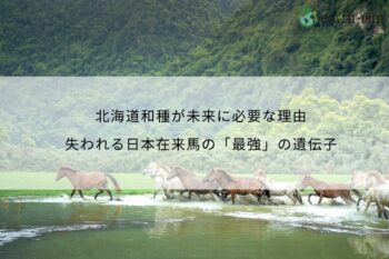 北海道和種が未来に必要な理由｜失われる日本在来馬の「最強」の遺伝子
