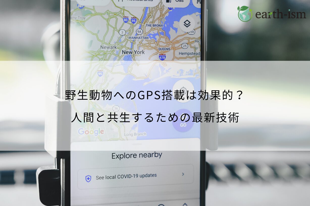 野生動物へのGPS搭載は効果的？人間と共生するための最新技術