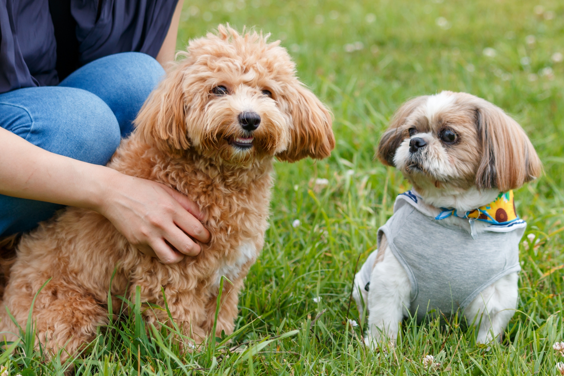 犬の体は人間とは根本的に違う
