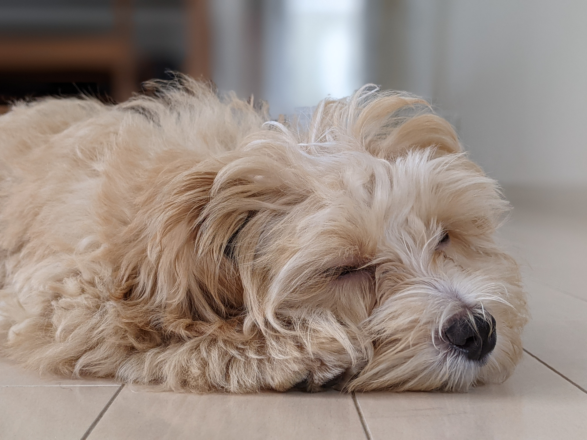 犬が家族になった時代の熱中症リスク
